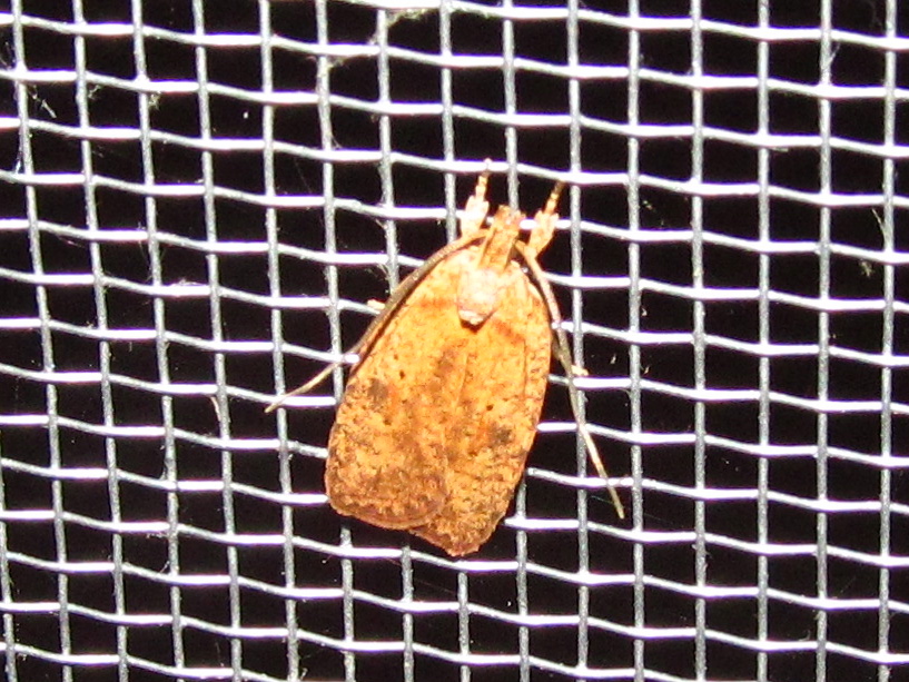 Agonopterix Moth