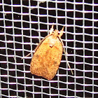 Agonopterix Moth