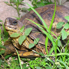 Furrowed-Wood Turtle