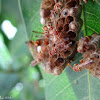 Paper wasps nest