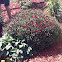 MumChrysanthemum