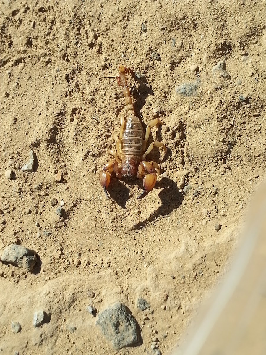 Mafia scorpion