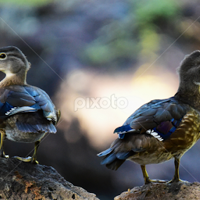 Young Love by Ken Miracle - Animals Birds