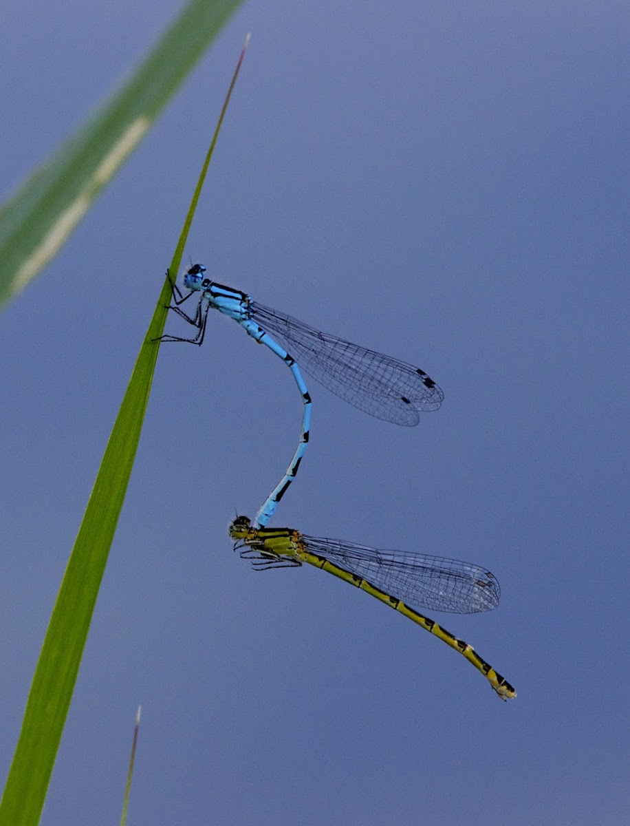 Azure Damselfly