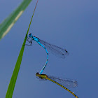 Azure Damselfly