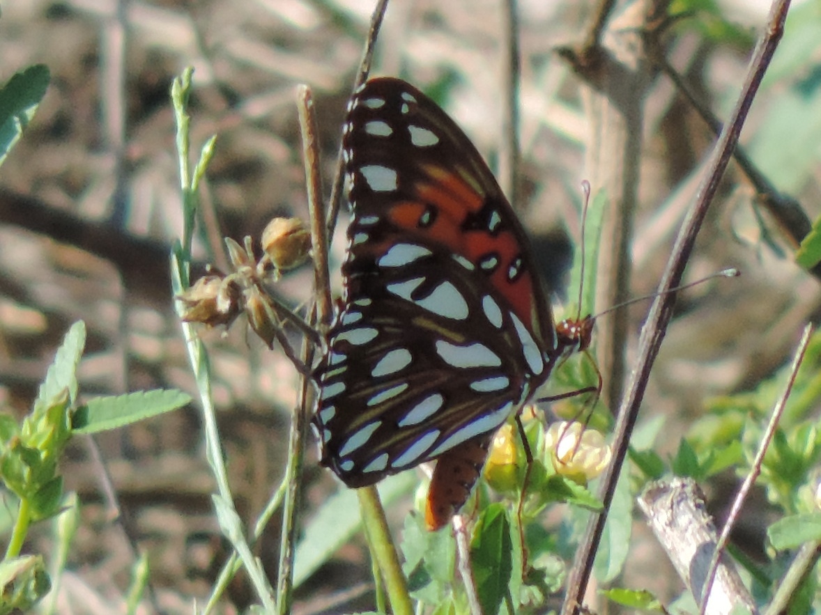 Gulf Fritillary Butterfly