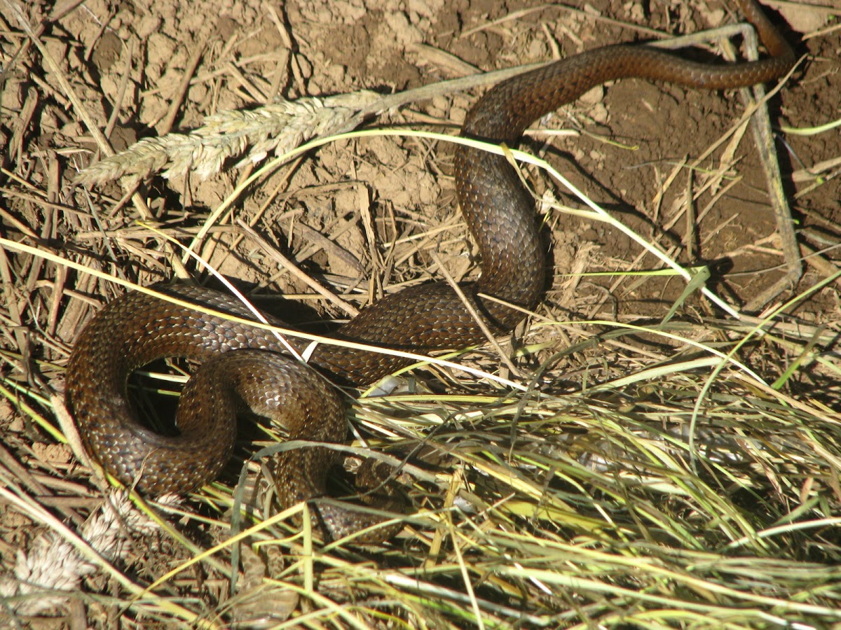 Northwestern garter snake