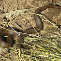 Northwestern garter snake