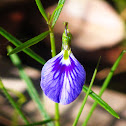 Slender Violet-bush