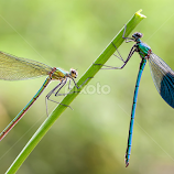 Calopterix Splendens (♂+♀) by Eric Niko -  