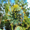 Ailanthus silkmoth (caterpillar , last instar))