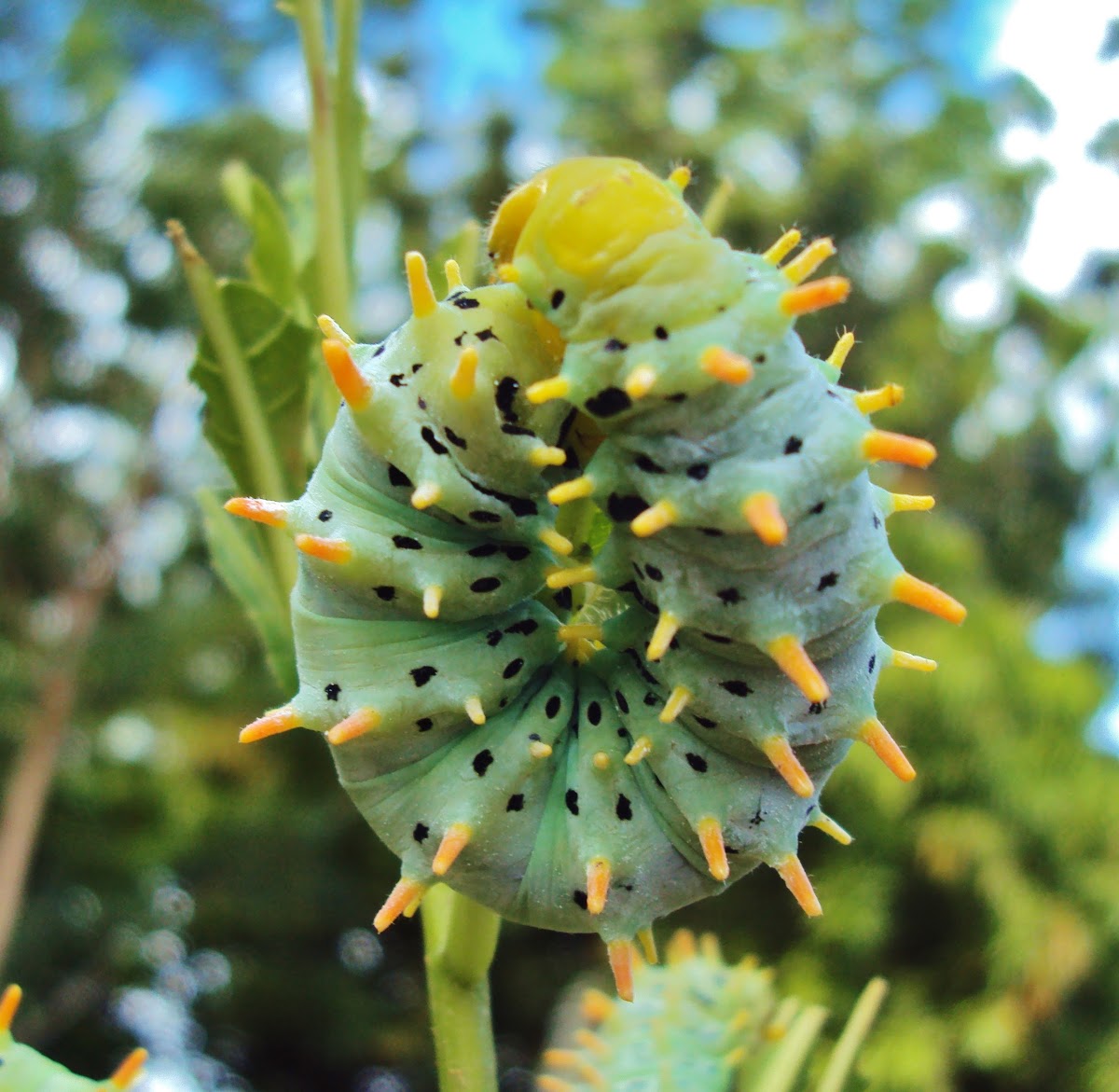 Ailanthus silkmoth (caterpillar , last instar))