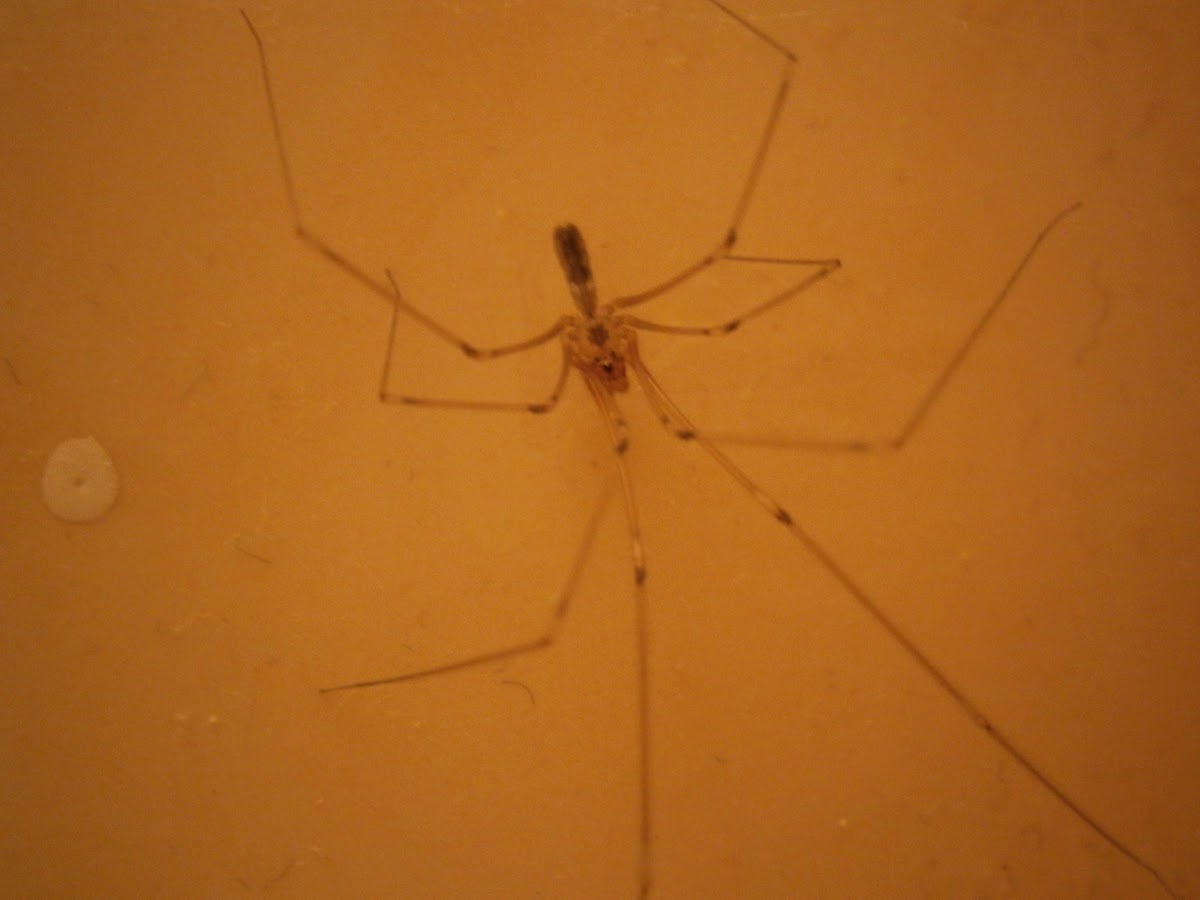 Room spider