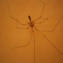 Room spider