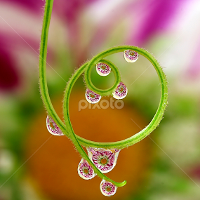 by Wahyudi Barasila - Nature Up Close Natural Waterdrops