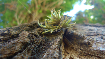Si fuésemos capaces de sacar a los seres humanos de la creación del universo, veríamos que toda ella -las estrellas, la Luna, las plantas, los animales, todas las cosas-es perfecta tal y como es. La vida no necesita justificaciones ni juicios; sin nosotros sigue funcionando igualmente. Ahora bien, si incluyes a los seres humanos en la creación, pero arrebatándoles la capacidad de juzgar, descubrirás que somosexactamente iguales al resto de la naturaleza. Ni buenos ni malos ni tenemos razón ni e by Amor Infinito -  