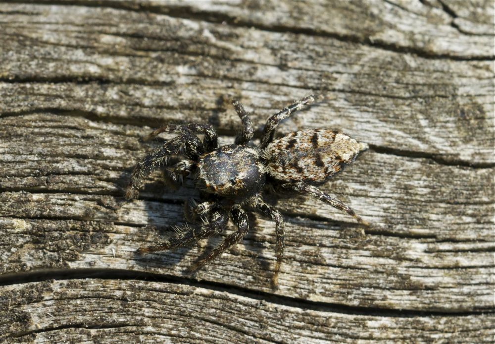 Fence Post Jumping Spider