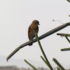 White-bellied canary