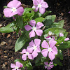 Madagascar rosy periwinkle