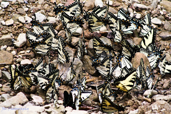 Eastern Tiger Swallowtails Project Noah