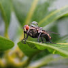 Calypterate Muscoid Fly