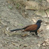 Greater Coucal  