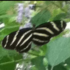 Zebra Longwing butterfly