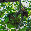 Hoffmann's two-toed sloth (female & infant)