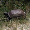 Gopher Tortoise