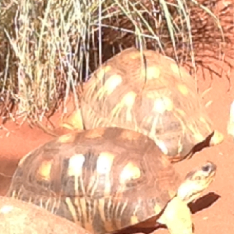 African Long Neck Tortise