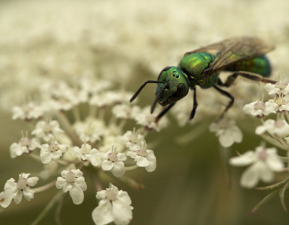 Green Sweat Bee (Female)