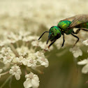 Green Sweat Bee (Female)