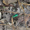 Six-spotted Tiger Beetle