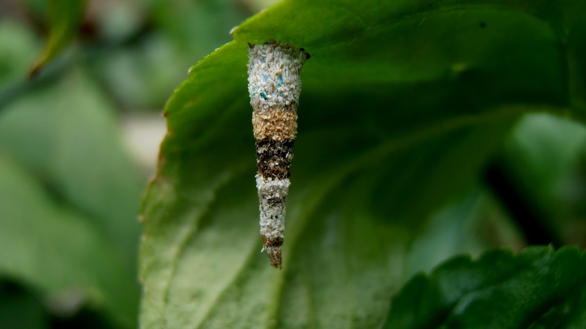 Unknown bagworm