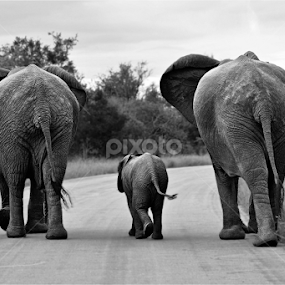 Elephant family B+W by Mauritz Janeke - Animals Other Mammals
