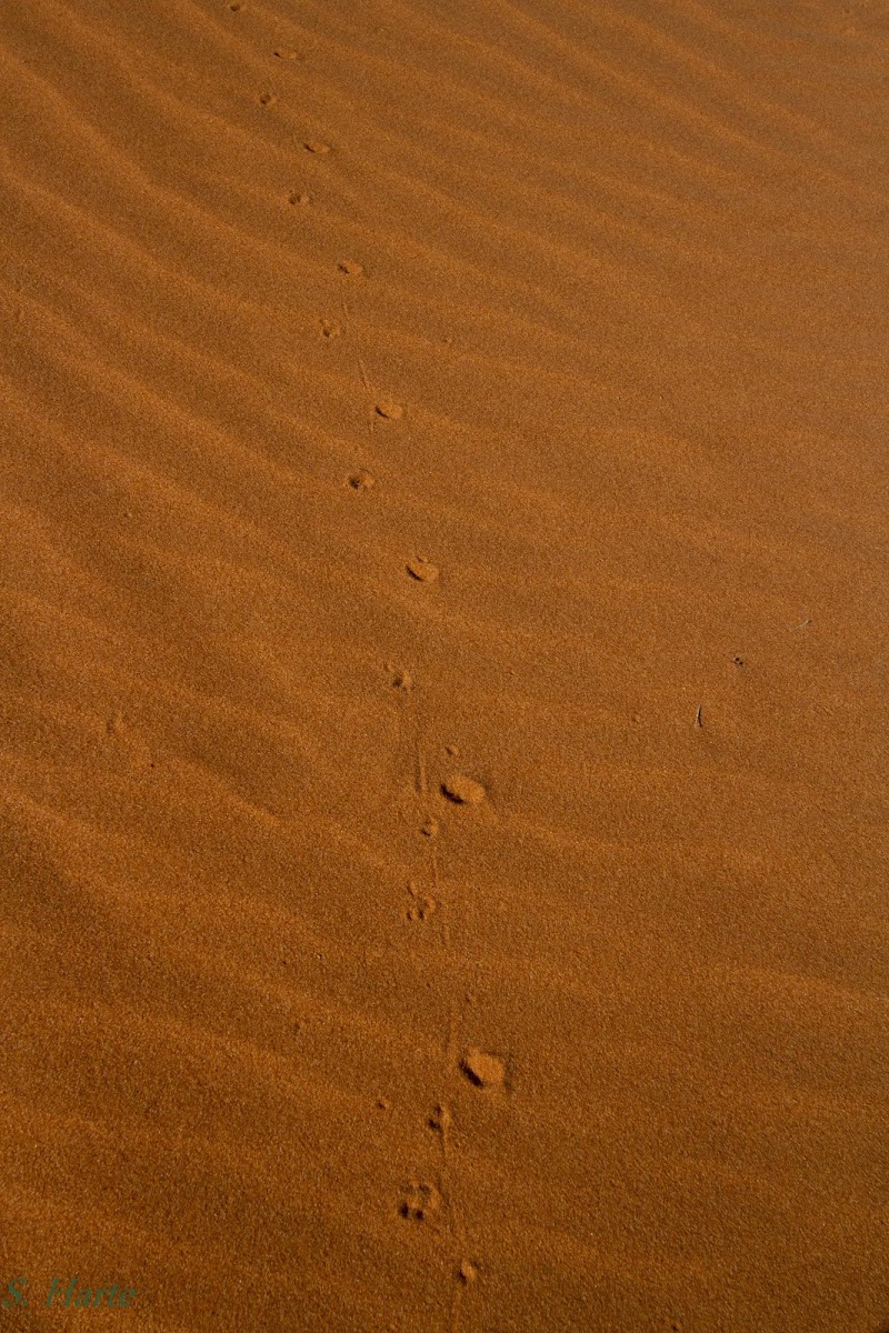 Small mammal tracks