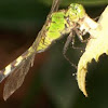 Eastern pond hawk dragonfly