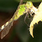 Eastern pond hawk dragonfly