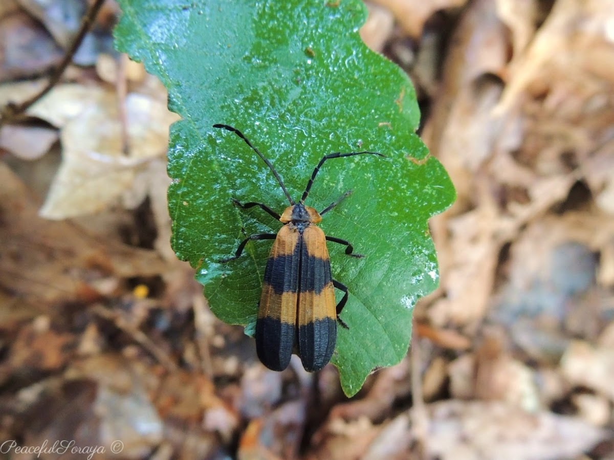 Banded Net-winged Beetle