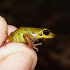 Mustard Poison Dart frog