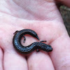 California slender salamander.