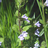 Ground Ivy