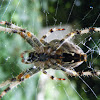 False Widow Spider