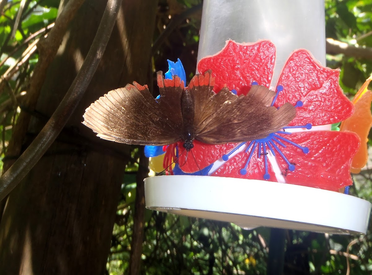 Crimson-banded Black, butterfly, mariposa, borboleta
