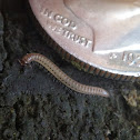 World's tiniest millipede? :)