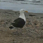 Great Blacked-backed Gull