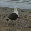 Great Blacked-backed Gull