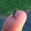 Eastern Boxelder Bug