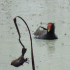 Common Gallinule, Moorhen