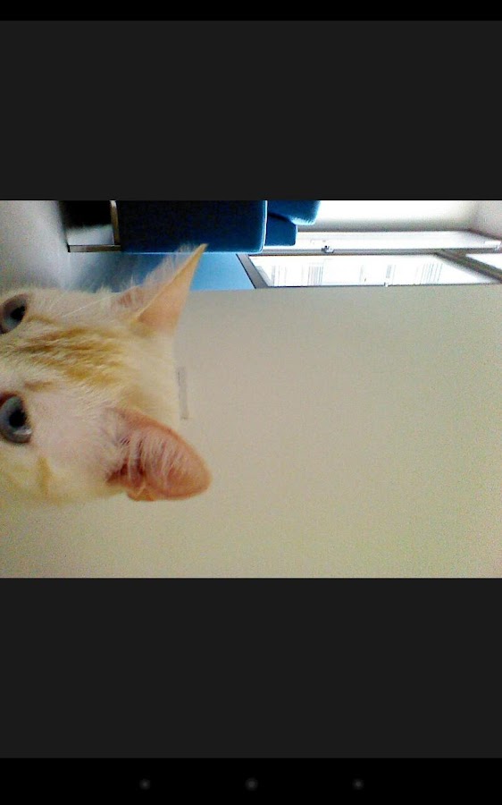    Snapcat - Photo app for cats- screenshot  